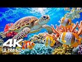 Relaxing Music   The Best 4K Sea Animals for Relaxation ♫ ☆ NO ADS ☆ SEA TURTLES Swimming ✰ DEFAULT Thumbnail