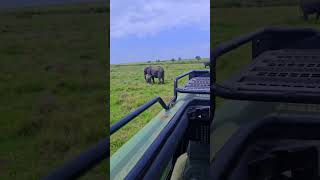 Download lagu waligaa ma aragtey moroodi bashalayo nabadaa aad bey umacaantahay firi xayaeanadaan. mp3