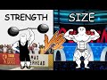 Strength Vs Size What S Better