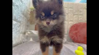 ハーフ犬の動画01