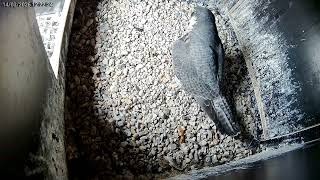 Derde ei gelegd op 14 maart 2026