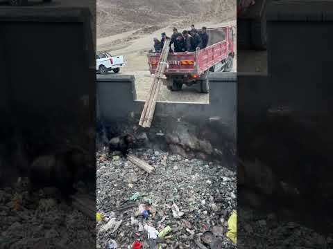 一头藏马熊被困4米深垃圾池，警民“手搓”救生梯合力施救，放下梯子后果断一脚油门开车离开。网友：看得出来救援过程双方都很紧张！