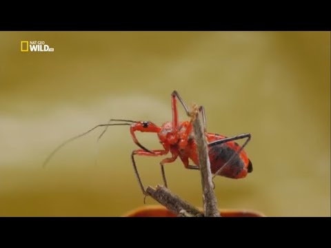 Удивительные насекомые. Док фильм Nat Geo Wild HD