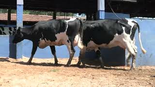 Vídeo 75 - 1ª ETAPA MEGA LIQUIDAÇÃO TOTAL AGROPECUÁRIA MARAJOARA - DIA 4 | GADO GIROLANDO E HOLANDÊS