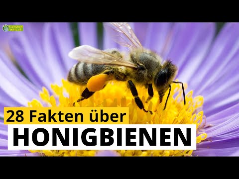 28 Steckbrief-Fakten über Honigbienen 🐝 - Doku-Wissen über Tiere - für Kinder