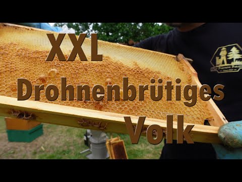 save drone-breeding colony