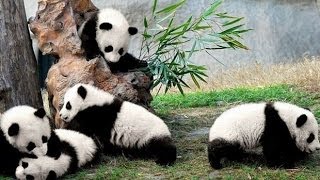 preview picture of video 'Baby pandas being trained in China'