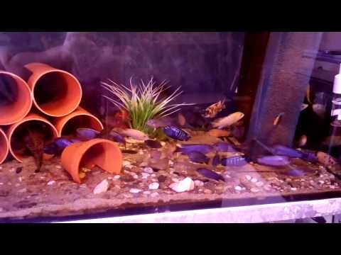 Stefafan´s - Malawicichliden ... Einblick in den Keller 2016 Teil1 (Gesamt)