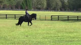 Sam and Icy Shoulder In field