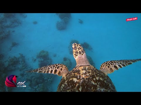 Sea turtle paradise in 4k film | Relaxation music + calming music