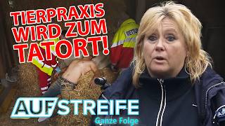 Tierärztin wird zur Not-Chirurgin: Verletzter Mann im Tierstall! | Auf