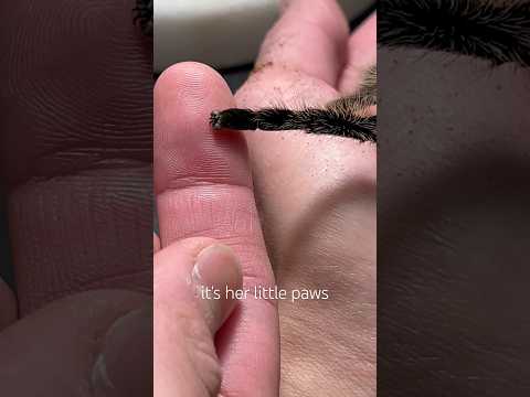 tarantulas have paws like cats
