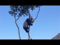 Funny Panda Clips | Panda Fails and Funny Moments | This Is China