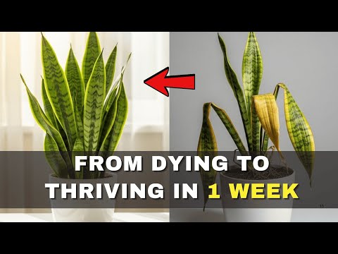 🌿 11 Snake Plant Hacks That Will Make Your Plant Thrive Like Never Before