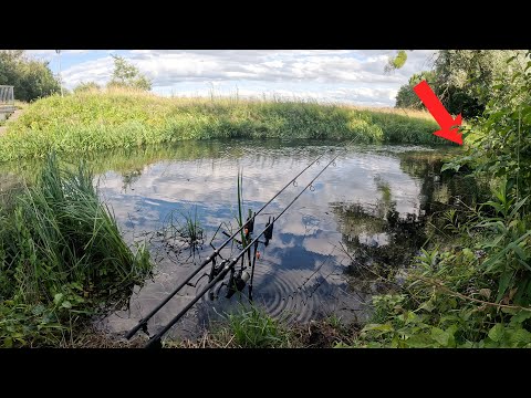 Wir sind zurück am Stinkbach 😳 | Karpfenangeln mit Hambsch