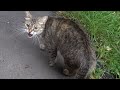 Tabby Cat Hissing Because Her Kittens In The Basement
