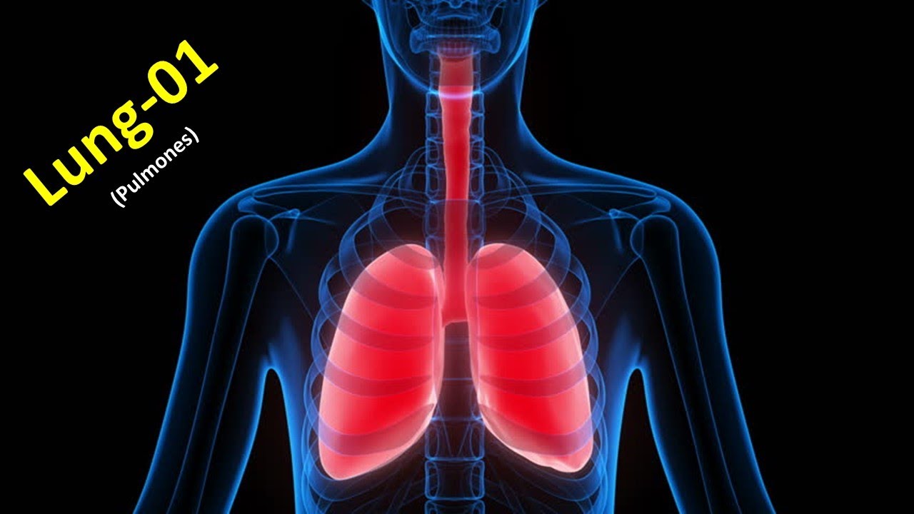 Lung (Part-1, New). Prof. Dr. Md. Ashfaqur Rahman