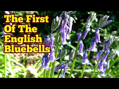 The First Of The English Bluebells
