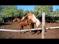 Horse Mating Animal Mating