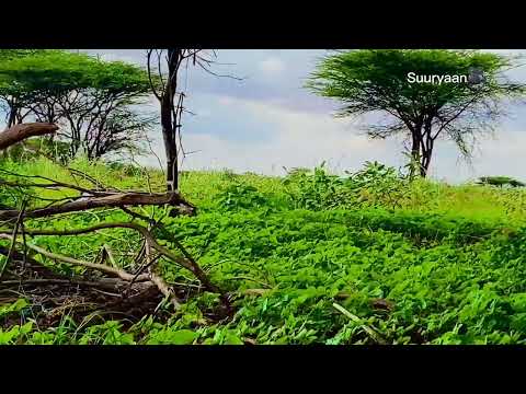 dhulki Guriceel.          ku Dalxiis