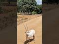 White Oryx In Ridiyagama Safari Park Wildlife Srilanka