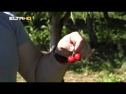 BL HRONIKA 22 01 21  - BERBA TRESANJA