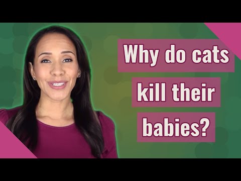 Why do cats kill their babies?