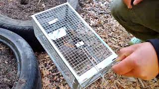 Mouse trap
