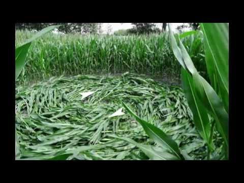 Crop circles 2014 from Netherlands