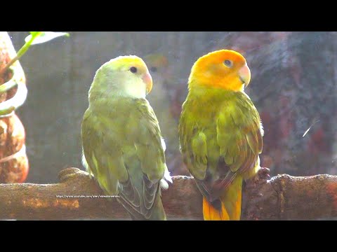 Lovebird's Sounds - Lovebird Roseicollis - Orange-Head & Orange-Faced