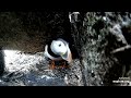 Atlantic Puffins🐧Soggy Flo Deals With Intruder❗️💪Explore.org 2022-08-05