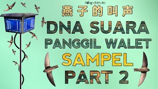 Download lagu DNA SUARA PANGGIL INAP WALET TERBAIK | SAMPEL PART 2 - swiftlet sound @ekafamilyofficial mp3