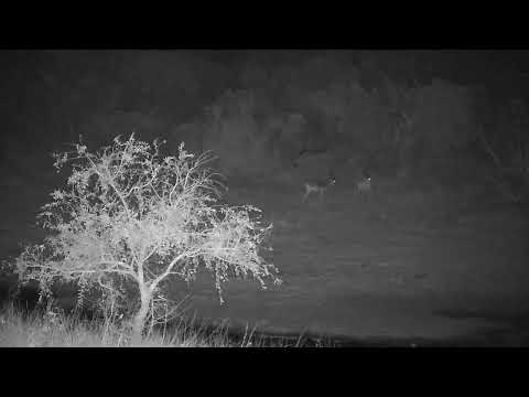 Djuma: Impalas across the dam - 00:35 - 09/04/2023