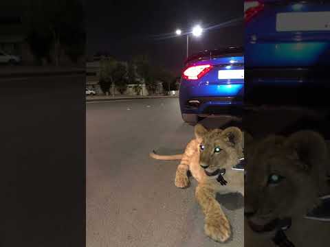 Bardhi - Zhytem x Prap (official audio 8d)