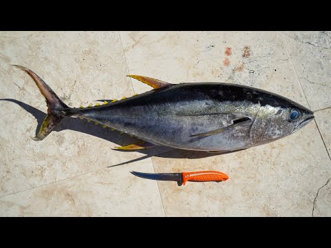 The EASIEST Way to Fillet Yellowfin Tuna (Dextreme)