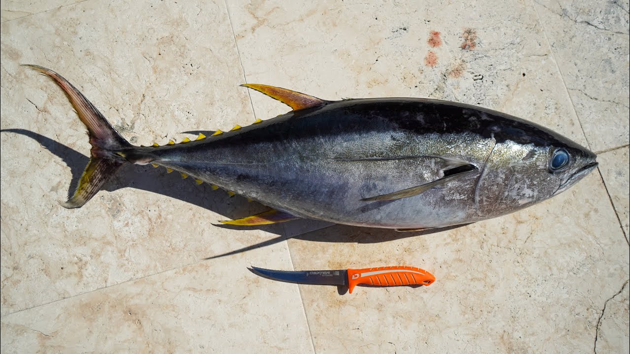The EASIEST Way to Fillet Yellowfin Tuna (Dextreme)