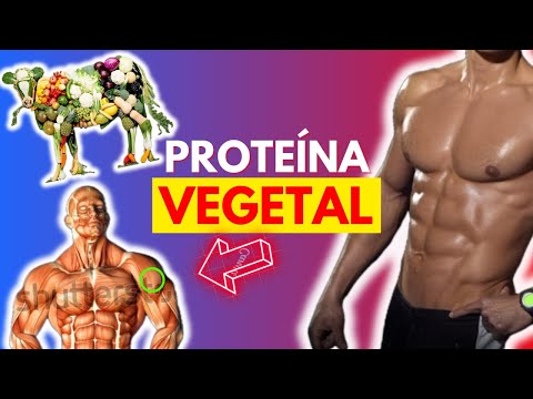 10 Alimentos con PROTEINA VEGETAL