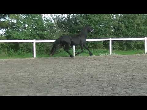 Stal Okkema's Doeke - Jehannes x Sape - stallion - 2017