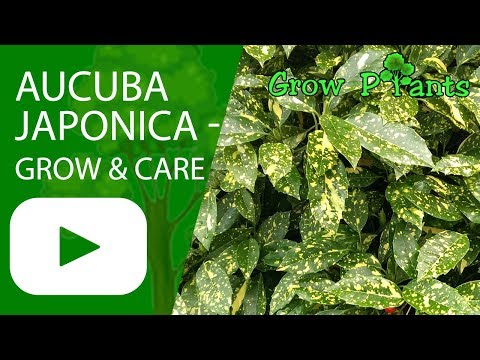 , title : 'Aucuba japonica - grow & care