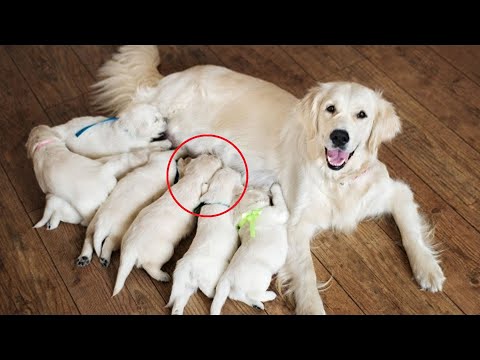 , title : 'Его собака родила 7 щенков, а на утро среди них оказалось восьмое «нечто», только посмотрите на ЭТО'