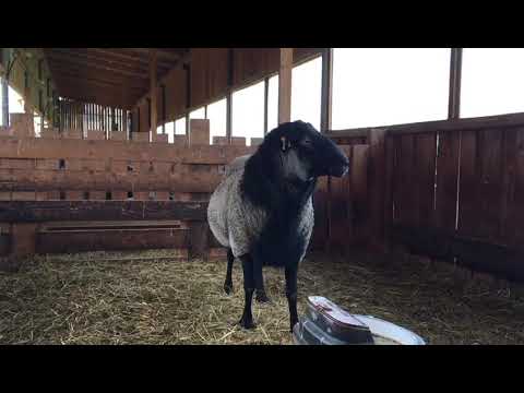 Племенной баран романовской породы, 94 кг, 2 года возраст