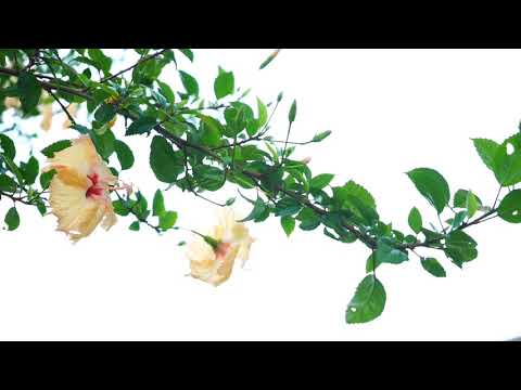 Hibiscus/Flowers/Nature