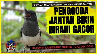 Download lagu Suara Kacer Betina Gacor Memancing Kacer Jantan | Memanggil jantan Auto Langsung Naik Birahi Gacor mp3