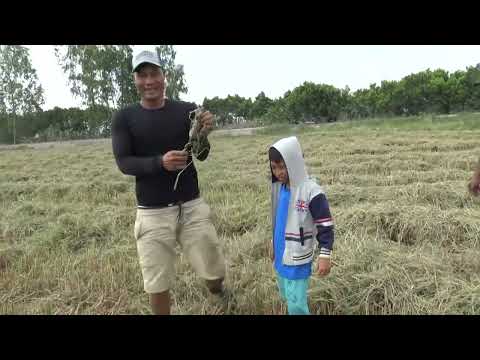 IT'S TOO SUNNY, LET'S FIND SOME RATS TO EAT -T1034