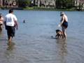 Boxer Puma Swimming Like A Champion