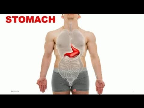 *🔬️👀 Gastrointestinal Anatomy: A Comprehensive Review of the Stomach & Small Intestine 📚*