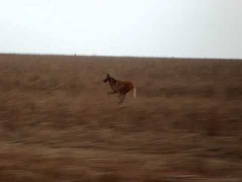 Maned Wolf running very fast