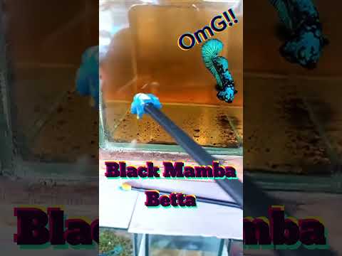 Meet the sleek Black Mamba Betta – dark, mysterious, and a true tank predator! #BettaFish#FishLovers