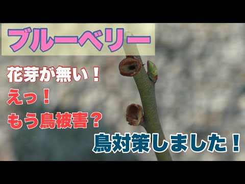 この春、苗木を鳥から守るにはどうすればよいでしょうか？羽のある鳥が若い植物を食べないようにするための 5 つのヒント  庭園