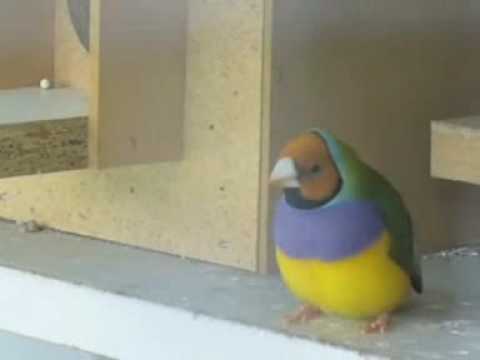 Gouldian finch spev
